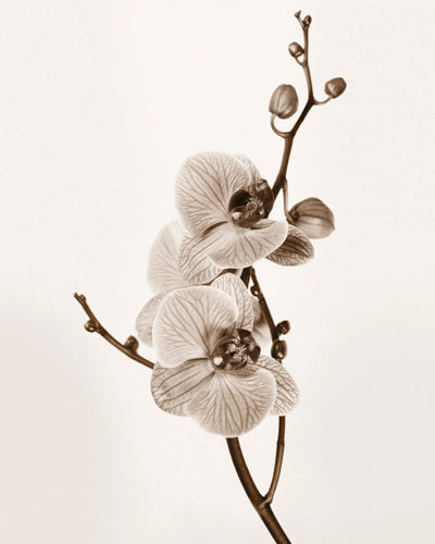 Orchids in Sepia Tones by Jane Butler | 11 3/4 x 9 1/2 Fine Art Print