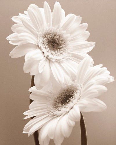 Two Daisies by Carol Sharp | 11 3/4 x 9 1/2 Fine Art Print
