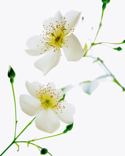 Shades in Nature by Bryce Atwell | 11 3/4 x 9 1/2 Fine Art Print