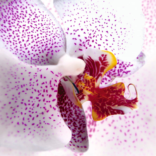 Orchid II by Mel Allen | 27 1/2 x 27 1/2 Fine Art Print