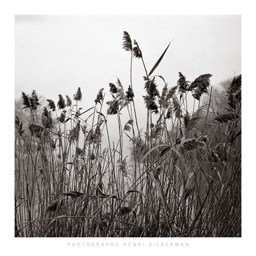 Prospect Lake Grasses by Henri Silberman | 27 1/2 x 27 1/2 Fine Art Print