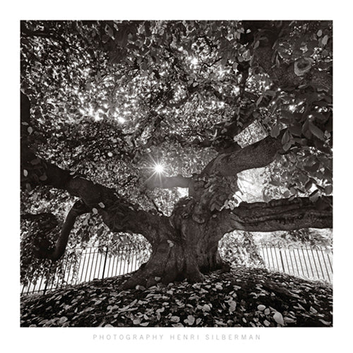 Under Camperdown Elm, Prospect Park by Henri Silberman