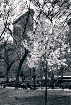 Flatiron, Spring by Igor Maloratsky | 19 x 13 Fine Art Print