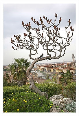 Framed Art Birds on a Dante Tree by Igor Maloratsky | 19 x 13