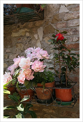 Framed Art Pink Flowers, Montefiorale by Igor Maloratsky | 19 x 13