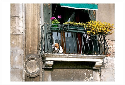 Framed Art Dog on a Balcony in Cannaregio by Igor Maloratsky | 13 x 19