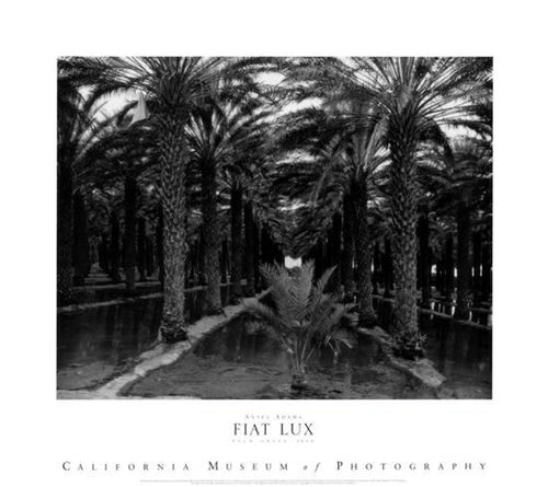 Palm Grove, 1966 by Ansel Adams | 25 x 28 Fine Art Print