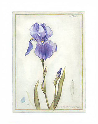 Framed Art Purple Iris I by Meg Page | 20 x 16