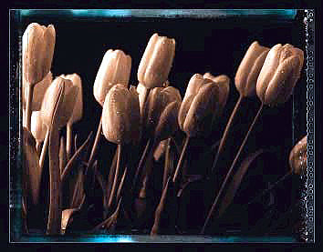 Tulips by Talli Rosner-Kozuch | 34 x 43 1/2 Fine Art Print