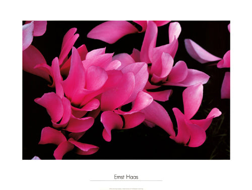 Cyclamen, Munich, 1982 by Ernst Haas | 23 5/8 x 31 1/2 Fine Art Print