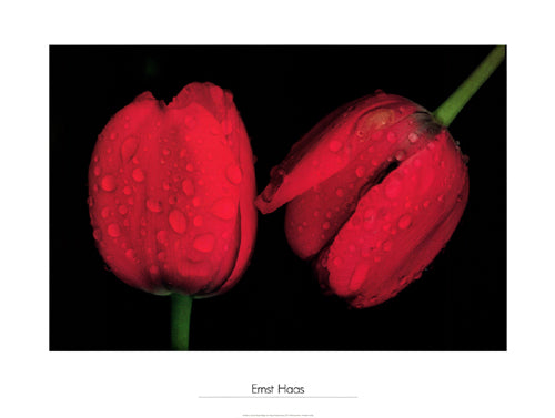 Framed Art Tulips, Japan, 1980 by Ernst Haas | 23 5/8 x 31 1/2