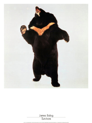 Framed Art Survivors: Himalayan Black Bear by James Balog | 31 1/2 x 23 5/8 Ar...