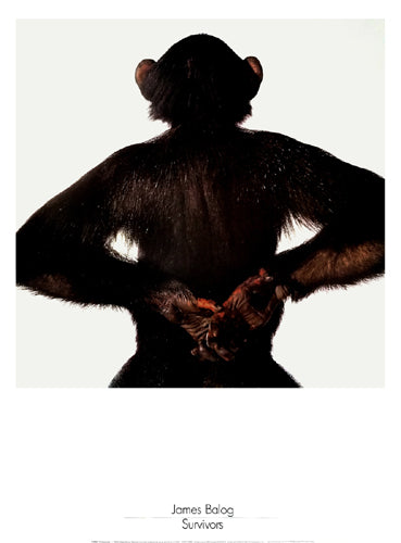 Framed Art Survivors: Chimpanzee by James Balog | 31 ½ x 23 5/8