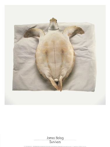Framed Art Survivors: Atlantic Green Sea Turtle by James Balog