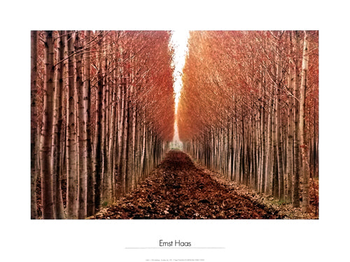 Po Valley, Italy, 1970 by Ernst Haas | 23 5/8 x 31 ½ Fine Art Print