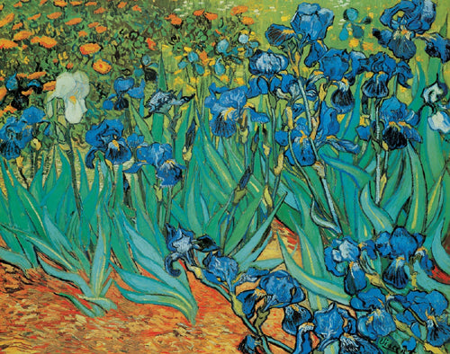 Garden of Irises by Vincent van Gogh | 11 x 14 Fine Art Print
