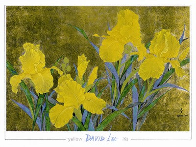 Yellow Iris by David Lee | 35 1/2 x 47 Fine Art Print
