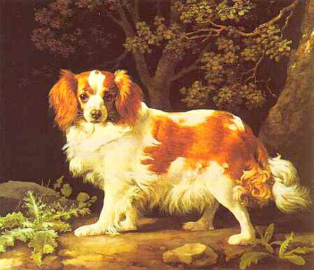 King Charles Spaniel by George Stubbs | 20 x 23 Fine Art Print