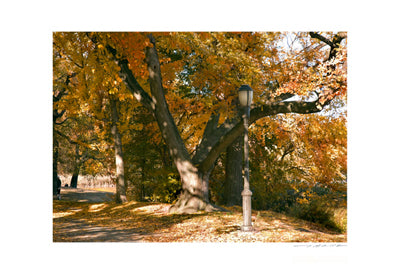 Central Park, Lamppost by Viktor Balkind | 13 x 19 Fine Art Print