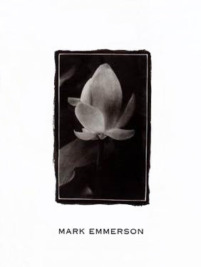 Framed Art Water Lily Bud, Bermuda by Mark Emmerson | 12 x 9
