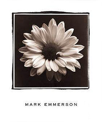 Mary Ann (Daisy), Bermuda by Mark Emmerson | 24 x 20 Fine Art Print