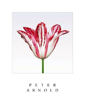 Elegant Lady by Peter Arnold | 24 x 20 Fine Art Print