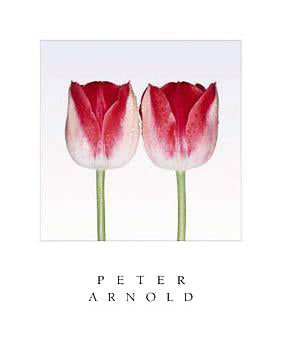 Garden Party by Peter Arnold | 24 x 20 Fine Art Print