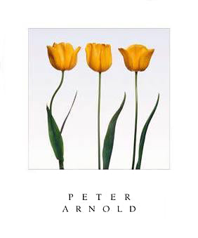 Framed Art Golden Melody by Peter Arnold | 24 x 20