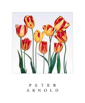 Princess Margaret Rose by Peter Arnold | 24 x 20 Fine Art Print