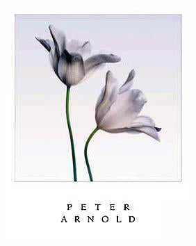 Framed Art White Triumphator by Peter Arnold | 30 x 24