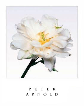 Mount Tacoma by Peter Arnold | 30 x 24 Fine Art Print