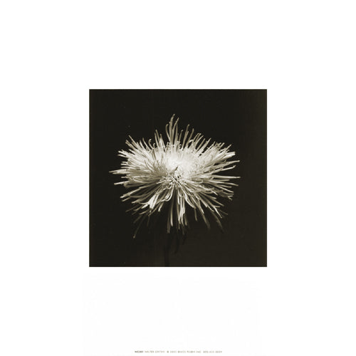 Flower Series I by Walter Gritsik | 12 x 12 Fine Art Print