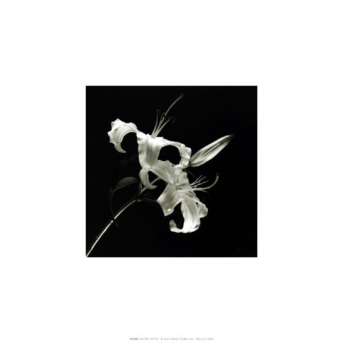 Flower Series II by Walter Gritsik | 12 x 12 Fine Art Print