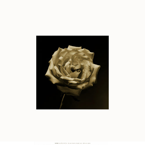 Flower Series III by Walter Gritsik | 12 x 12 Fine Art Print