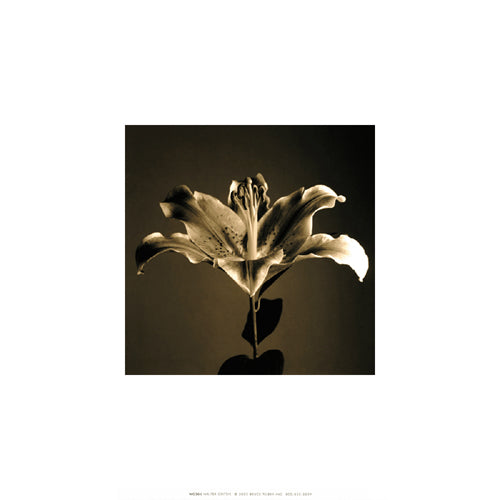 Flower Series IV by Walter Gritsik | 12 x 12 Fine Art Print