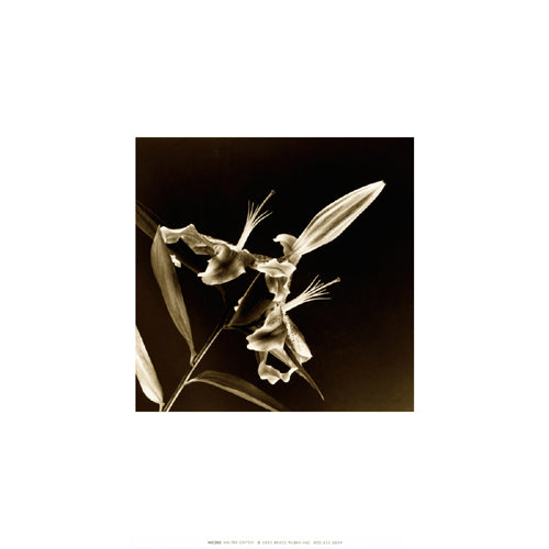 Flower Series V by Walter Gritsik | 12 x 12 Fine Art Print