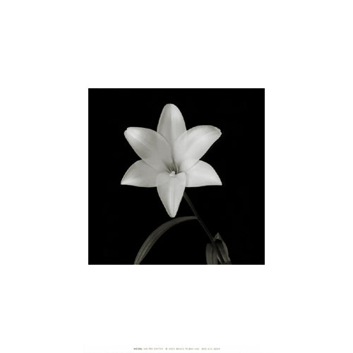 Flower Series VI by Walter Gritsik | 12 x 12 Fine Art Print