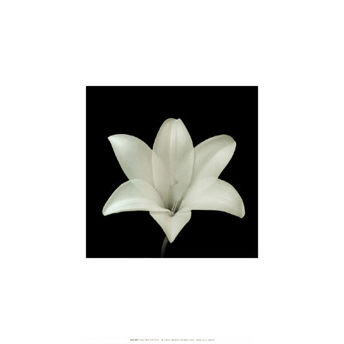 Flower Series VII by Walter Gritsik | 12 x 12 Fine Art Print