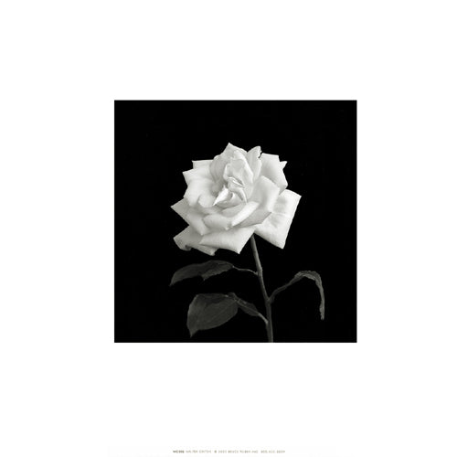 Flower Series VIII by Walter Gritsik | 12 x 12 Fine Art Print