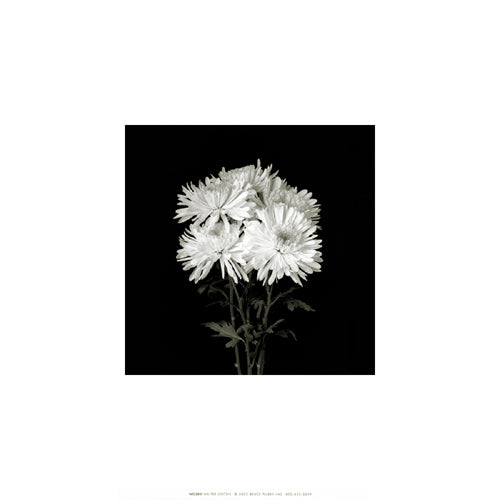 Flower Series IX by Walter Gritsik | 12 x 12 Fine Art Print