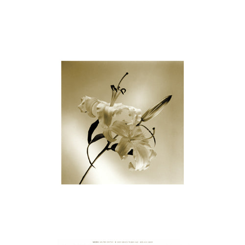 Flower Series X by Walter Gritsik | 12 x 12 Fine Art Print