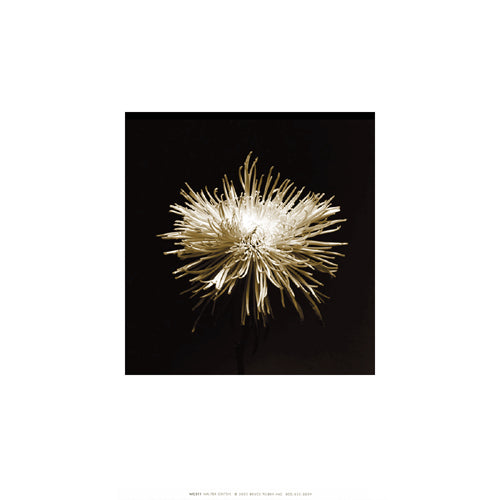 Flower Series XI by Walter Gritsik | 12 x 12 Fine Art Print