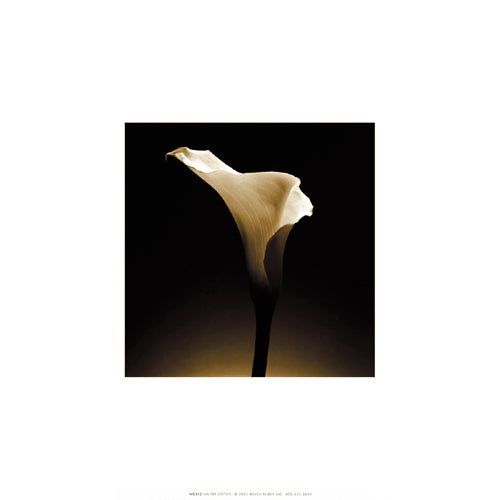 Flower Series XII by Walter Gritsik | 12 x 12 Fine Art Print