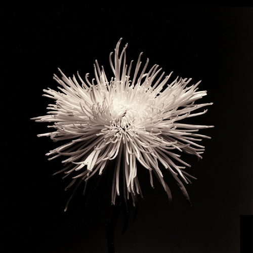 Spider Mum, Flower Series I by Walter Gritsik | 6 x 6 Fine Art Print
