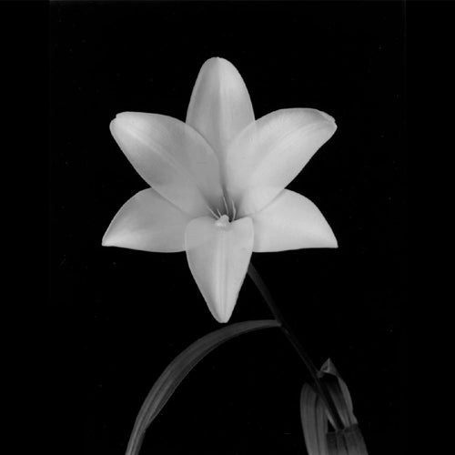 Lily, Flower Series VI by Walter Gritsik | 6 x 6 Fine Art Print