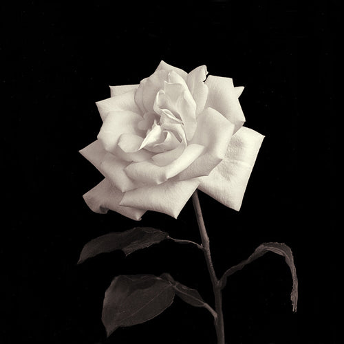Rose, Flower Series VIII by Walter Gritsik | 6 x 6 Fine Art Print