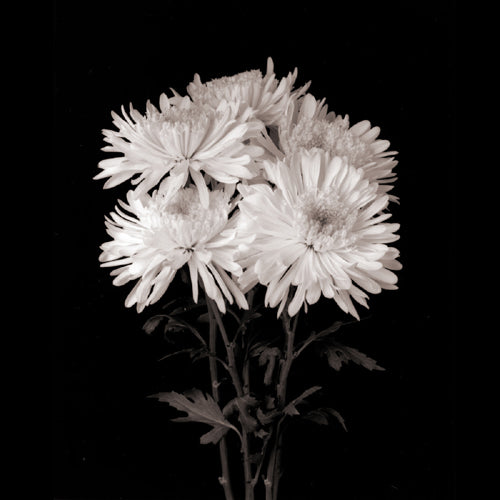 Daisies, Flower Series IX by Walter Gritsik | 6 x 6 Fine Art Print